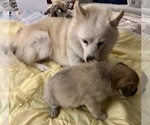 Small Photo #16 Pomsky Puppy For Sale in LOVELAND, CO, USA