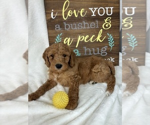 Goldendoodle (Miniature) Puppy for sale in GREENFIELD, IN, USA