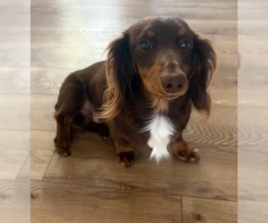 Father of the Dachshund puppies born on 01/04/2026