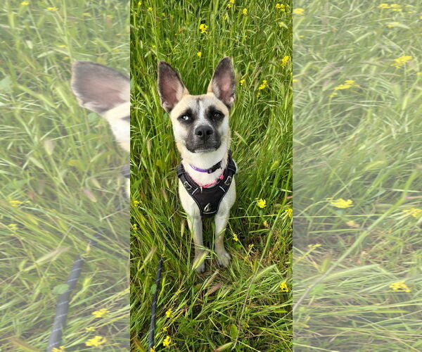 Medium Photo #5 Basenji-Unknown Mix Puppy For Sale in Newport Beach, CA, USA