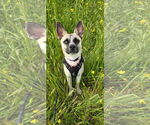 Small #4 Basenji Mix