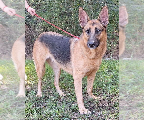 Medium Photo #1 German Shepherd Dog-Unknown Mix Puppy For Sale in Wetumpka, AL, USA