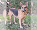 Small German Shepherd Dog Mix