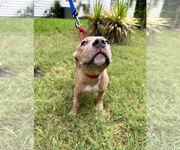 Medium Photo #5 American Pit Bull Terrier-Bulldog Mix Puppy For Sale in Dallas, TX, USA