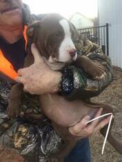 American Pit Bull Terrier Puppy for sale in ELK CITY, OK, USA