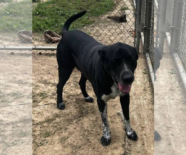 Medium Photo #1 Collie-Labrador Retriever Mix Puppy For Sale in Pryor, OK, USA