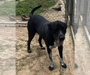 Collie-Labrador Retriever Mix Dogs for adoption in Pryor, OK, USA