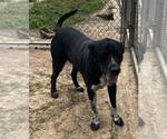Small Collie-Labrador Retriever Mix