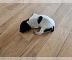 Small Photo #30 German Shorthaired Pointer Puppy For Sale in EVANSVILLE, WY, USA