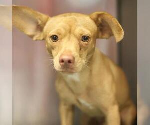 Mutt Dogs for adoption in San Antonio, TX, USA