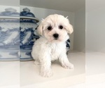 Image preview for Ad Listing. Nickname: Grace