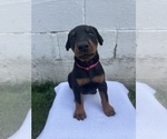 Puppy 3 Dark Pink Doberman Pinscher