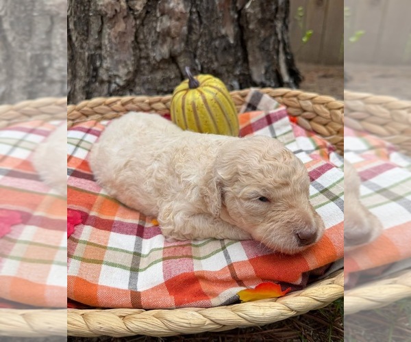 Medium Photo #18 Goldendoodle Puppy For Sale in IRVINGTON, AL, USA