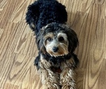 Small Photo #1 Yorkipoo Puppy For Sale in MOCKSVILLE, NC, USA