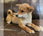 Small Photo #3 Shiba Inu Puppy For Sale in BERESFORD, SD, USA