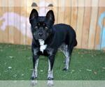 GLUEY - Male Chow Chow-Siberian Husky Mix Dog for Adoption - Small photo
