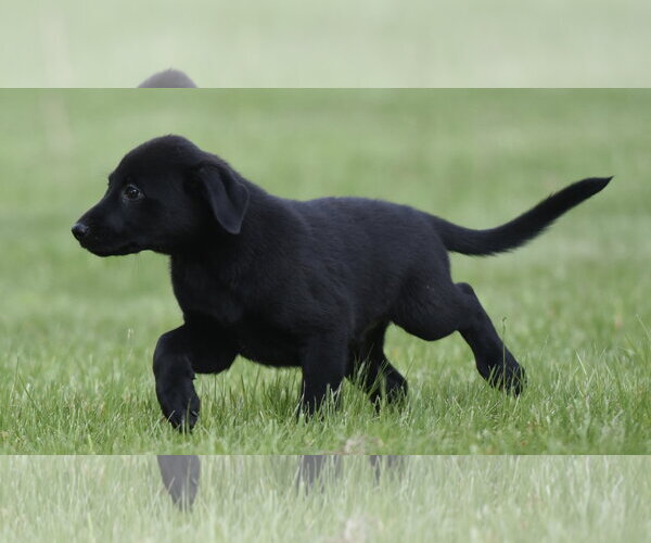 Medium Photo #7 Borador Puppy For Sale in Mechanicsburg, PA, USA