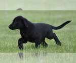 Small #6 Borador