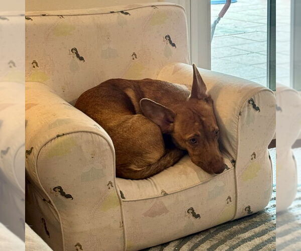 Medium Photo #3 Mutt Puppy For Sale in San Juan Capistrano, CA, USA