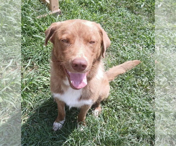 Medium Photo #1 Golden Pyrenees Puppy For Sale in Harrison, AR, USA