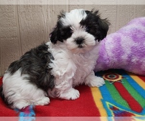 ShihPoo Puppy for sale in WILLOW SPRINGS, MO, USA