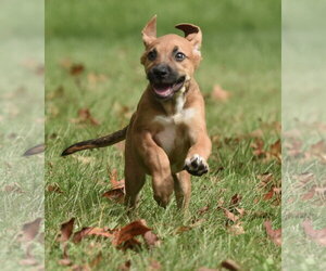 Lavender - Female Australian Shepherd-Beagle Mix Dog for Adoption - Photo #3