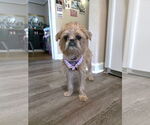 Small #3 Brussels Griffon