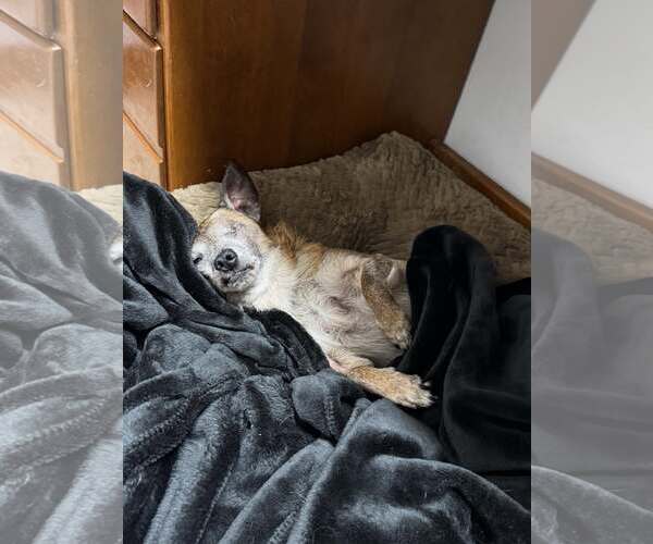 Medium Photo #3 Chiweenie Puppy For Sale in Sequim, WA, USA