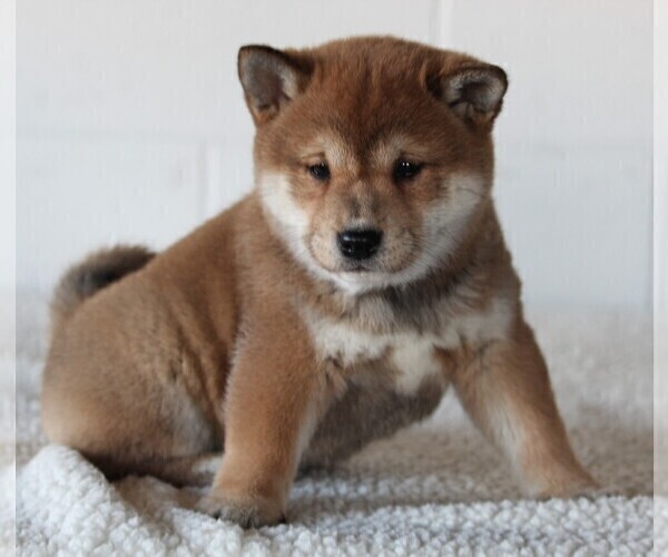 Medium Photo #4 Shiba Inu Puppy For Sale in FREDERICKSBURG, OH, USA