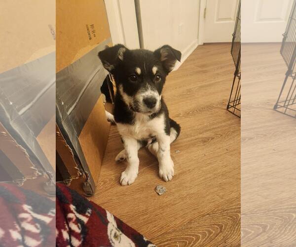 Medium Photo #2 Great Pyrenees-Unknown Mix Puppy For Sale in Plainfield, IL, USA