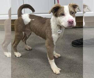 Siberian Husky-Unknown Mix Dogs for adoption in Forestville, MD, USA