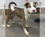 Small Siberian Husky Mix