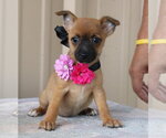 Small #1 Cairn Terrier