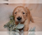 Small Photo #34 Golden Retriever Puppy For Sale in RICHMOND, TX, USA