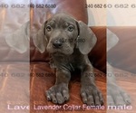 Small Photo #23 Cane Corso Puppy For Sale in LA PLATA, MD, USA