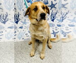 Small #2 English Coonhound