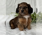 Small #14 Dachshund