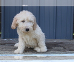 Small Photo #3 Goldendoodle Puppy For Sale in BLOOMINGTON, IN, USA