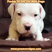 Small Photo #118 Dogo Argentino Puppy For Sale in JANE, MO, USA
