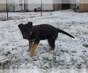 German Shepherd Dog Puppy for sale in PRINCETON, IN, USA