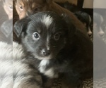 Small Photo #11 Miniature Australian Shepherd Puppy For Sale in BETHANY, IL, USA