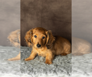 Dachshund Puppy for sale in MILFORD, IN, USA