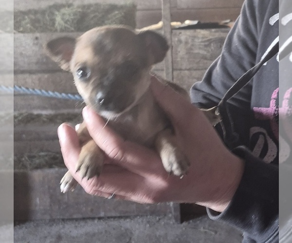 Medium Photo #1 Chihuahua Puppy For Sale in PORTLAND, IN, USA