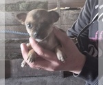 Small Chihuahua