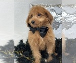 Small Photo #8 Goldendoodle (Miniature) Puppy For Sale in BULLARD, TX, USA