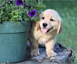 Small Photo #1 Golden Retriever Puppy For Sale in JONES, MI, USA
