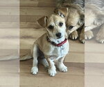 Small #2 Chihuahua Mix
