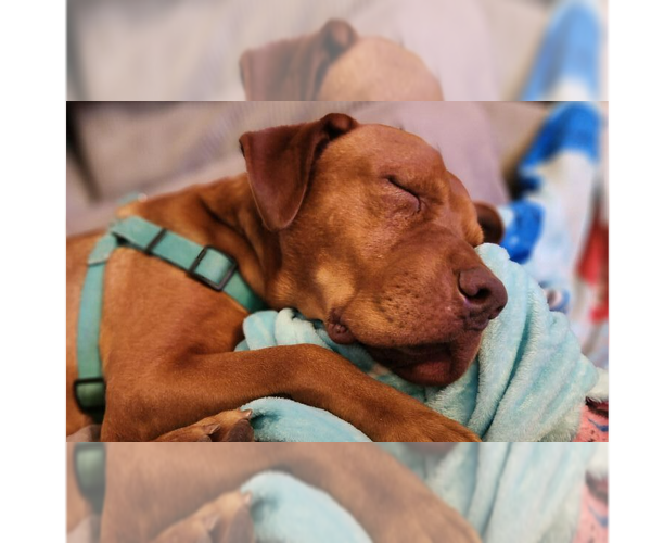 Medium Photo #5 Mutt Puppy For Sale in Abbeville, LA, USA