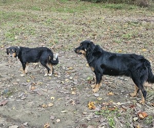 Mother of the English Shepherd puppies born on 03/13/2026
