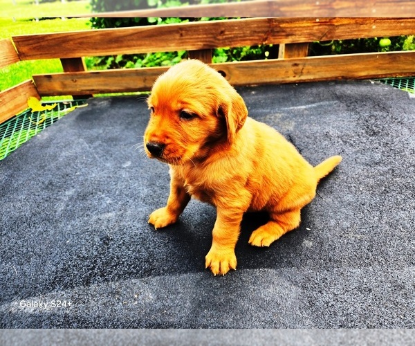 Medium Photo #2 Golden Retriever Puppy For Sale in LEON, KS, USA